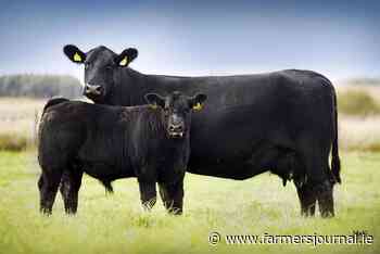 Angus bulls in demand at Dungannon 09 February 2022 Free - Irish Farmers Journal