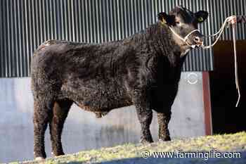 Strong demand for Aberdeen Angus - Farming Life