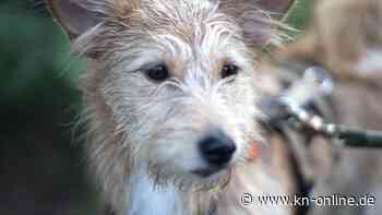 Einsamer Hund wartet seit anderthalb Jahren vor Klinik auf sein verstorbenes Herrchen