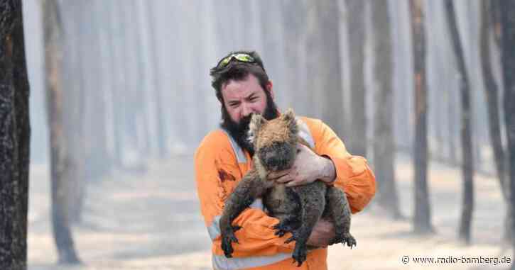 Australien will Koalas besser schützen