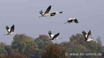 Rückkehr in die Brutgebiete: Hunderttausende Kraniche über Hessen erwartet