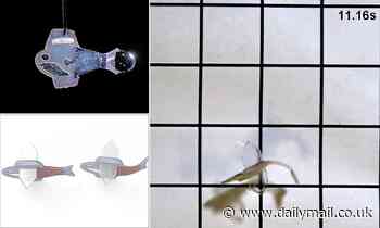 Living 'robofish' built from human cardiac cells swims just like a fish