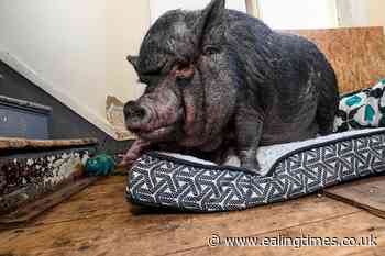 Man in legal battle to keep 'emotional support' pig - Ealing Times