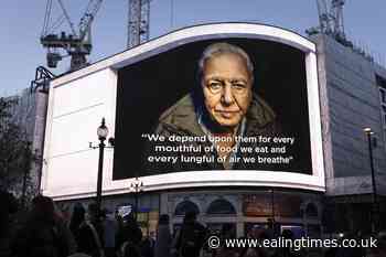 David Attenborough lights up Piccadilly Circus with message about plant power - Ealing Times