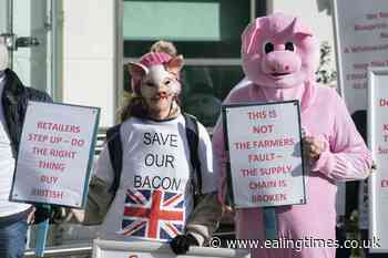 Summit held to address 'desperate' crisis facing pig industry - Ealing Times