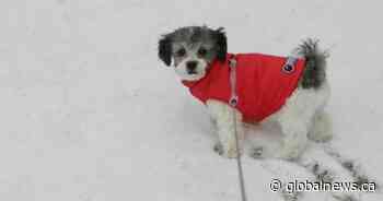 Calgary woman speaks out after dog killed in attack - Globalnews.ca