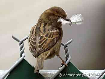 Edmonton weather: Wind gusting from 50km/h to 80km/h this morning and a chance of showers - Edmonton Journal