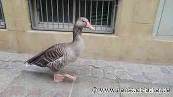 Wildvogelgeflügelpest in Dresden festgestellt - Neustadt-Geflüster