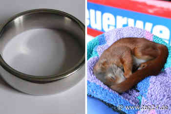 Dresden: Von Eichhörnchen bis Penisring! Die irrsten Rettungseinsätze der Feuerwehr - TAG24