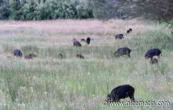 Un premier cas de peste porcine africaine déclaré dans le Piémont en Italie, la préfecture des Alpes-Maritimes lance un appel à la vigilance