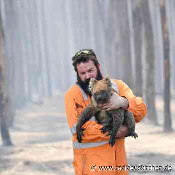 Australien will Koalas besser schützen - radioeuskirchen.de