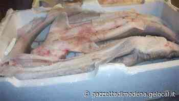 Modena: in un ristorante sequestrati 62 chili di pesce pericoloso - La Gazzetta di Modena