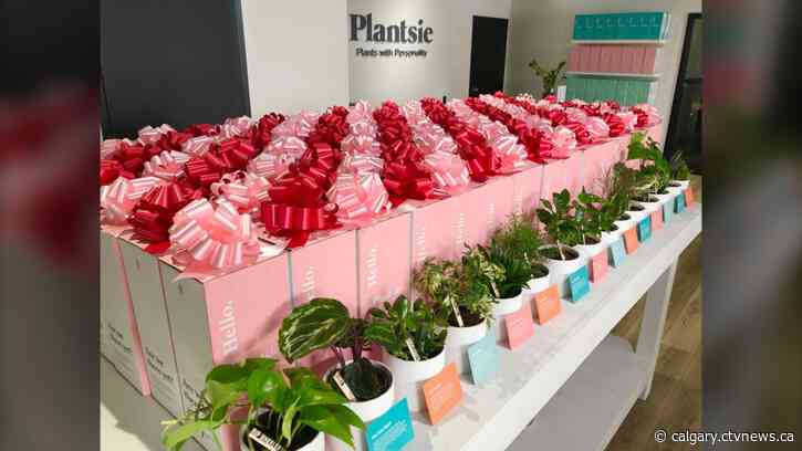 Personalized plants for Valentine's Day? Calgary shop sells flora with names, personalities