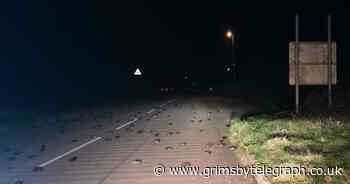 200 birds rain from sky onto road, with no explanation - Grimsby Live