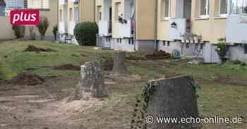 Parkplätze statt Natur in Bischofsheim - Echo Online