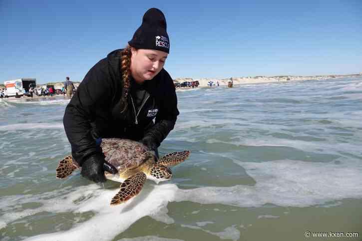'Cold-stunned' endangered sea turtles released back into wild after Texas freeze