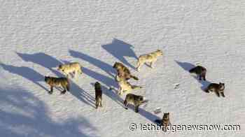 Judge restores protections for gray wolves across much of US - Lethbridge News Now