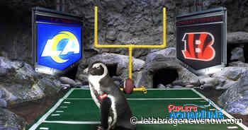 Ripley's Aquariums Penguin Predicts Bengals Will Win Super Bowl LVI - Lethbridge News Now