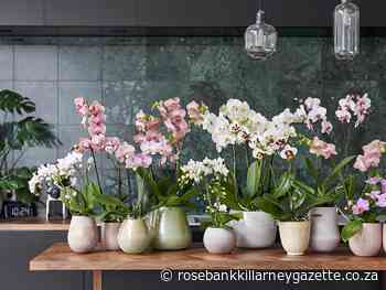 Five most romantic indoor plants - Rosebank Killarney Gazette