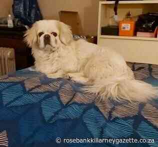 Beloved Bailee is missing - Rosebank Killarney Gazette