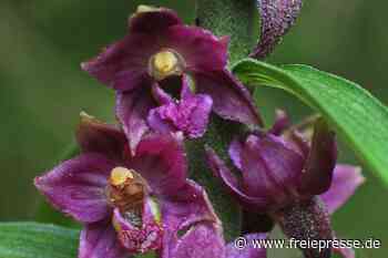Seltene Orchidee findet von allein Weg in Garten - Freie Presse
