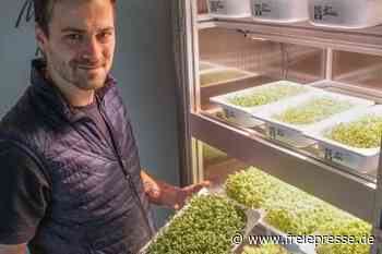 Kochshow-Gewinner zieht seine eigene Kresse - Freie Presse