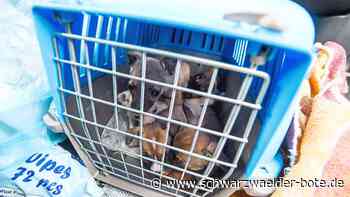 Illegaler Welpenhandel?: Herkunft und Rasse des gequälten Hundes von Bad Wildbad werfen Fragen auf