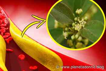 Se presa così, quest’erba abbassa colesterolo e glicemia e fa passare la voglia di dolce! - NonSoloRiciclo