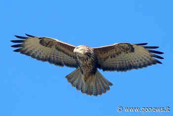 Corso di birdwatching col Padule di Fucecchio - gonews