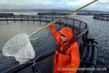 Salmon exports boom but farmers warn of Scandinavian threat - St Helens Star