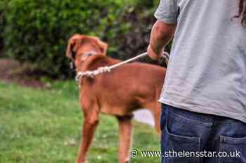 Dog fouling is a disgrace - St Helens Star
