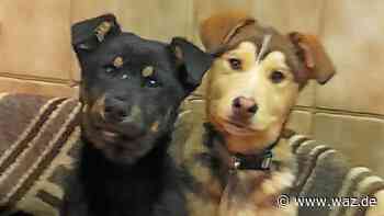 Witten: Arche Noah sucht neues Zuhause für Chicco und Caruso - Westdeutsche Allgemeine Zeitung