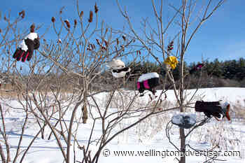 Mitten tree on Starky's Hill trail a lost and found for the season - Wellington Advertiser