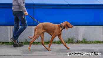 Hund in Braunschweig: Tierhasser entdeckt – HIER wird's gefährlich! - News38