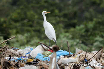 Coatepec, lleno de basura en gobierno de la 4T | PalabrasClaras.mx - PalabrasClaras.mx