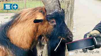 Was Geißbock Hennes vom 1. FC Köln mit Meschede zu tun hat - Westfalenpost