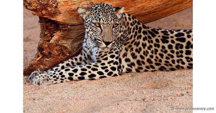 Coup d'envoi de la première Journée du léopard d'Arabie dans toute la région et mise en lumière de la nécessité de sauver l'espèce