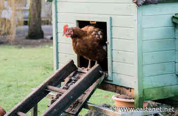 Armstrong surveys residents on backyard chickens and beekeeping - Vernon News - Castanet.net