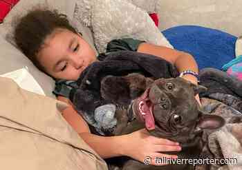 Owner of stolen Fall River dog recounts how she got her lovable pet back - Fall River Reporter