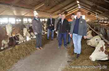Genehmigungs-Marathon in Welitsch - Da wird die Kuh im Stall verrückt - Neue Presse Coburg