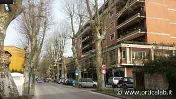 Atripalda, da lunedì potatura dei platani di via Appia. La nota della consigliera De Venezia - Orticalab