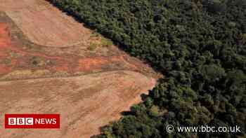Amazon deforestation: Record high destruction of trees in January