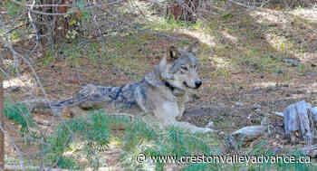 Letter: British Columbia wolf slaughter - Creston Valley Advance