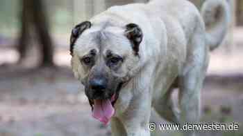 Hund in Essen von Polizist erschossen – jetzt kommt DAS heraus - DER WESTEN