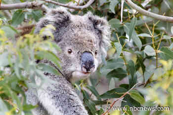 Koala now endangered in eastern Australia