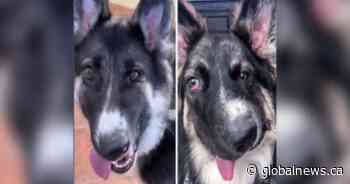 Alberta dog known for unique face to be united with another dog with similar appearance