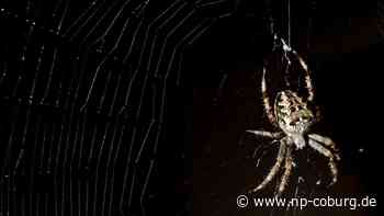Oberfranken - Unfallursache: Spinne - Neue Presse Coburg