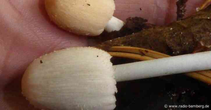 Pilzforscher machen in Bayern ungewöhnliche Funde