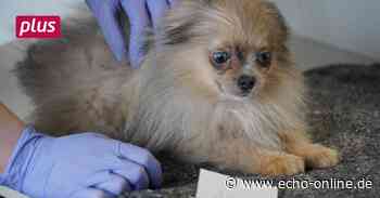 Welpe strandet in Heppenheim - Kreis Bergstraße - Echo Online