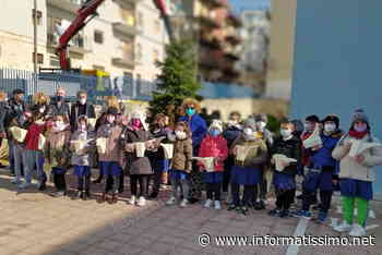 Putignano - Piantato nel giardino della Scuola De Gasperi l'abete del Comitato Borgo Antico - Putignano Informatissimo